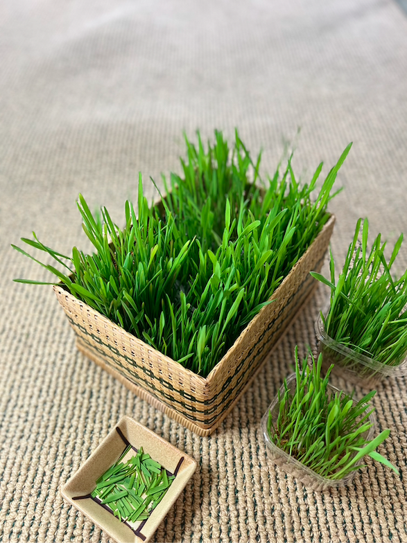 Cat Grass